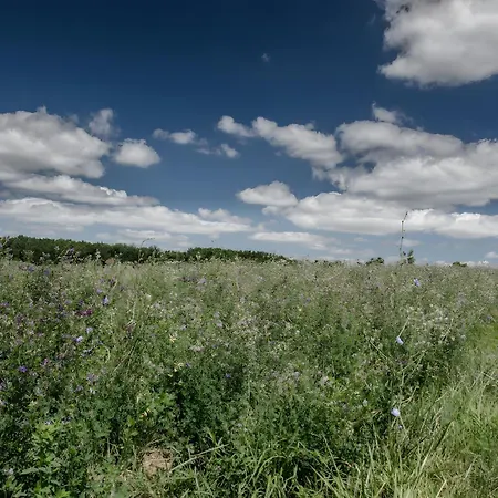 Maison Campagne Avec Piscine Et La Salvetat-Belmontet